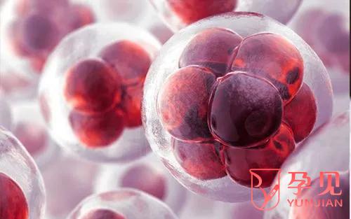 5AB囊胚质量与成功率如何，详细解析