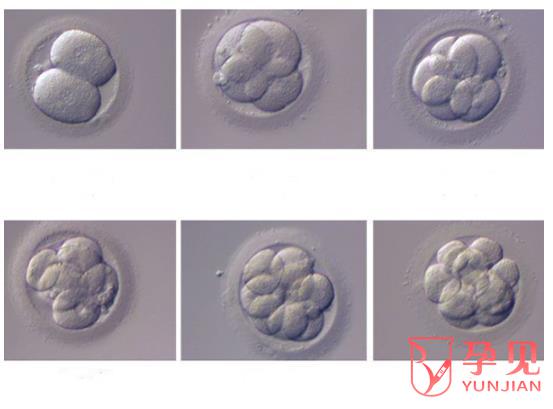 胚胎形成