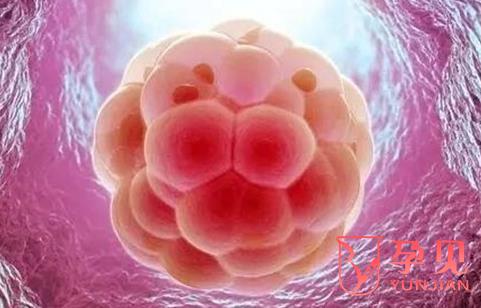 不好的胚胎为什么要养囊，成功率高吗