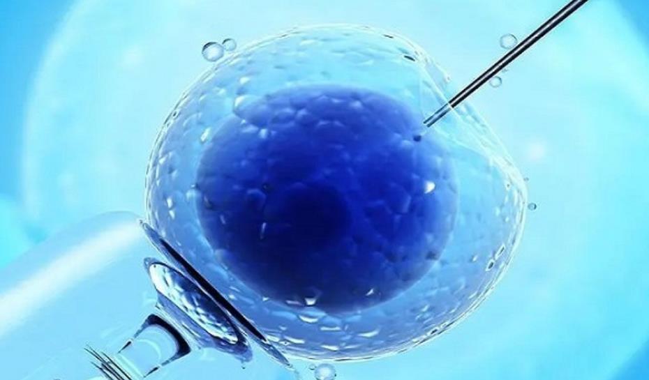 体外受精和胚胎培养