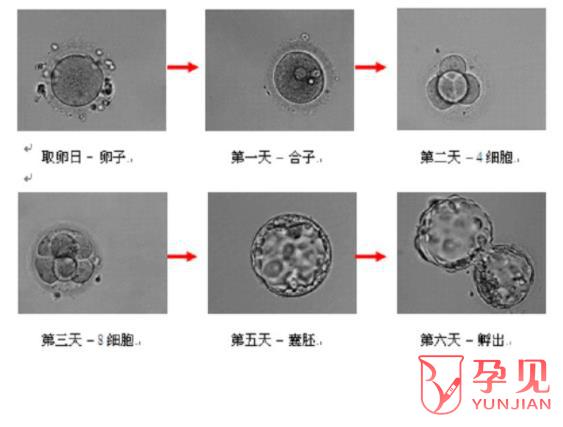 3AB囊胚的产生过程