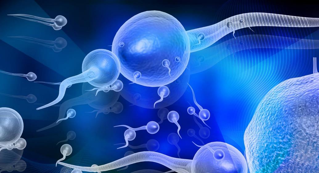 体外受精和胚胎培养