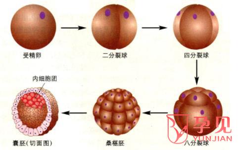 囊胚质量