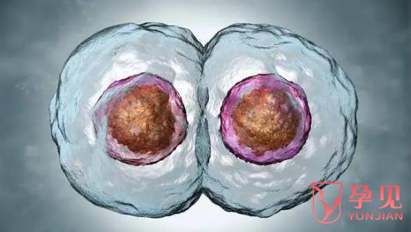 鞍形子宫做试管能移植两个胚胎吗