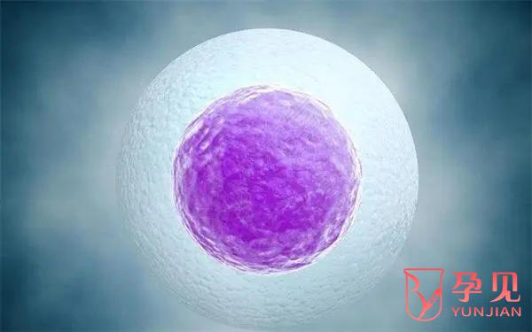5CB囊胚质量与成功率如何，一文解惑