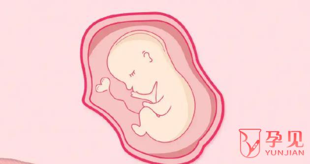 试管婴儿能放几个胚胎