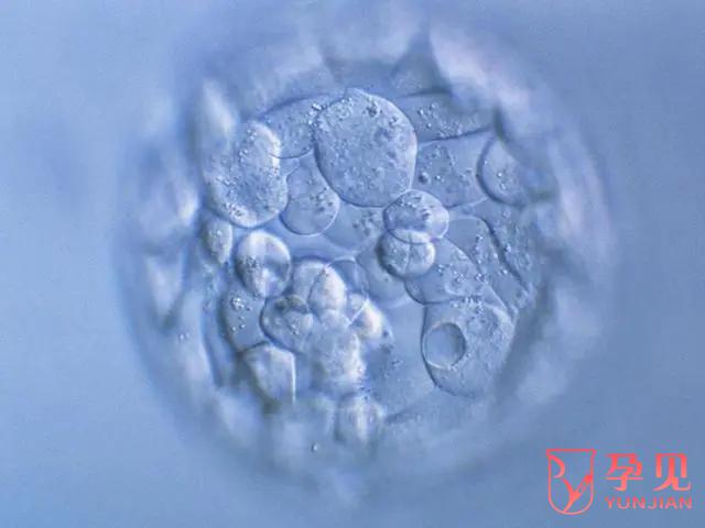 4CC囊胚质量与成功率如何,囊胚质量与成功率解析