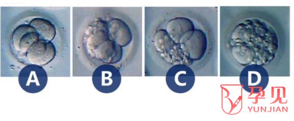 3bc的囊胚质量