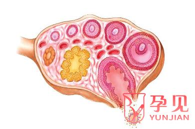 多囊卵巢影响子宫内膜吗