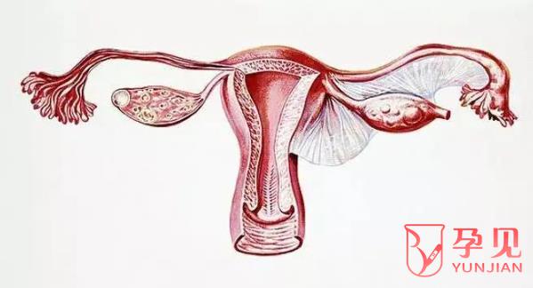 子宫畸形影响胎儿发育吗