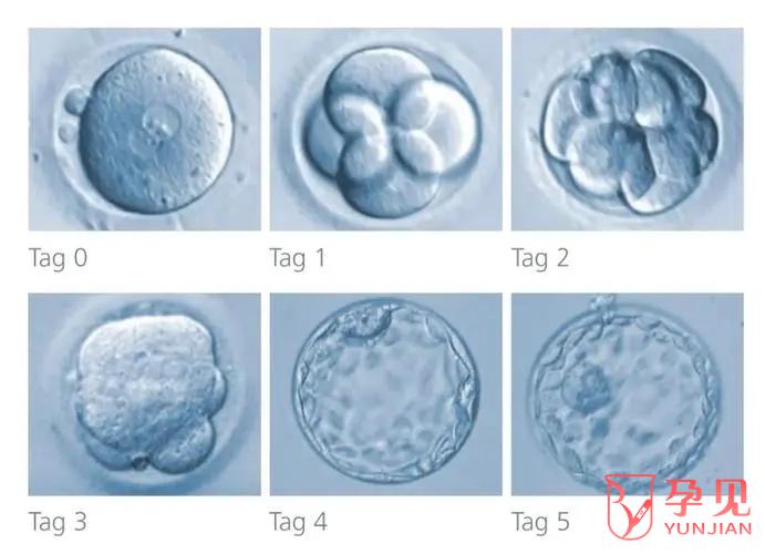 4BB囊胚质量与成功率怎么样，囊胚质量与成功率介绍