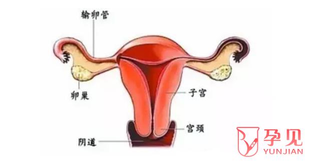 子宫畸形的种类和形状