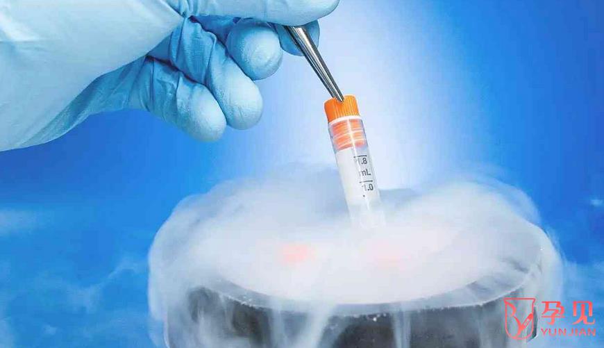 冻卵和冻胚胎哪个做试管成功率更高