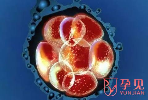 5AA囊胚质量与成功率如何，属优质囊胚