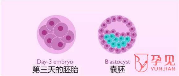 囊胚发育