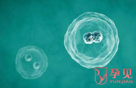 移植胚胎是先移植冻胚还是囊胚