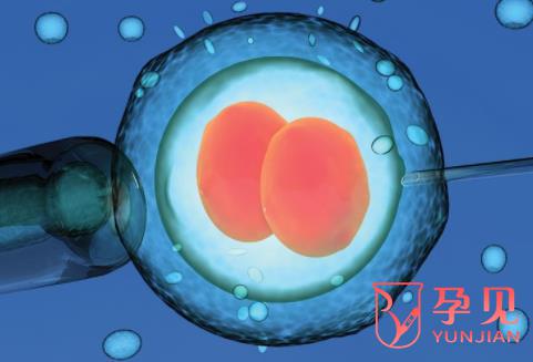 两个卵细胞可以怀孕吗