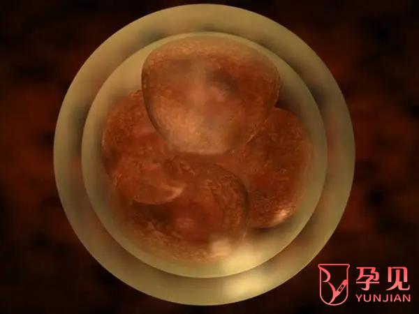 5BA囊胚质量与成功率如何，一文详解