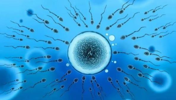 卵巢功能差取的卵试管成功率高吗